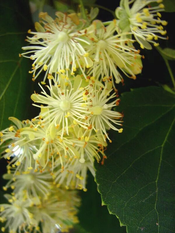 Tilia vulgaris. цвет липы 1. липа нащокина фото. липа сердцевидная. дождь липа цветёт.