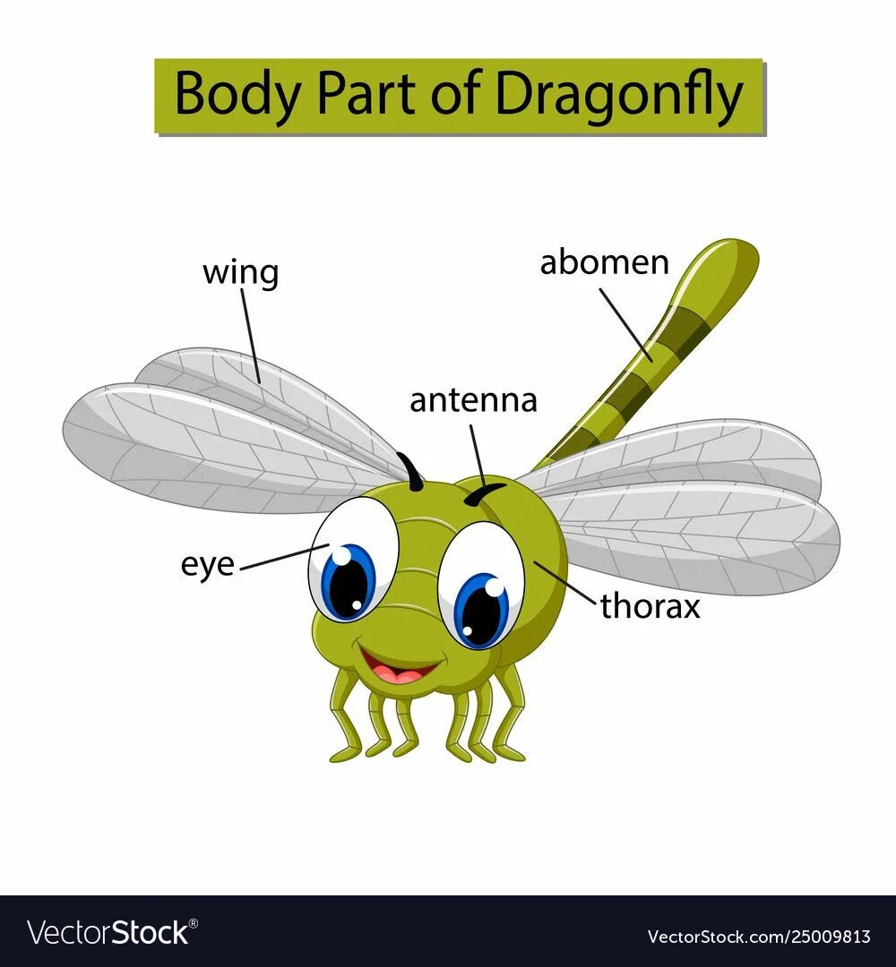 Стрекоза строение тела. Строение Стрекозы. Части тела Стрекозы для детей. Строение Стрекозы для детей.