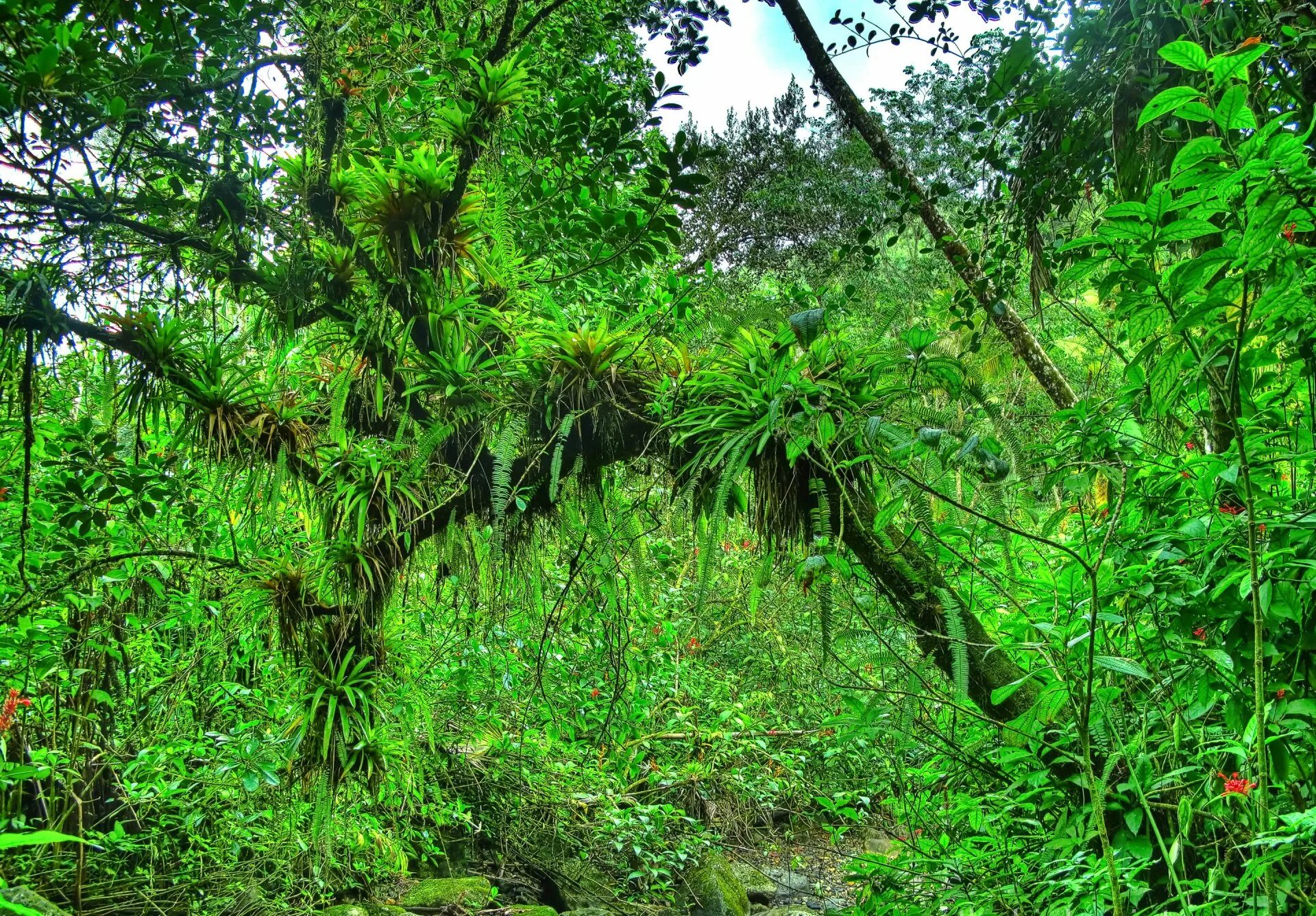 Лиановидный папоротник. Лианы в субтропиках. Заросли лиан в джунглях. Зеленые лианы папоротниковые.