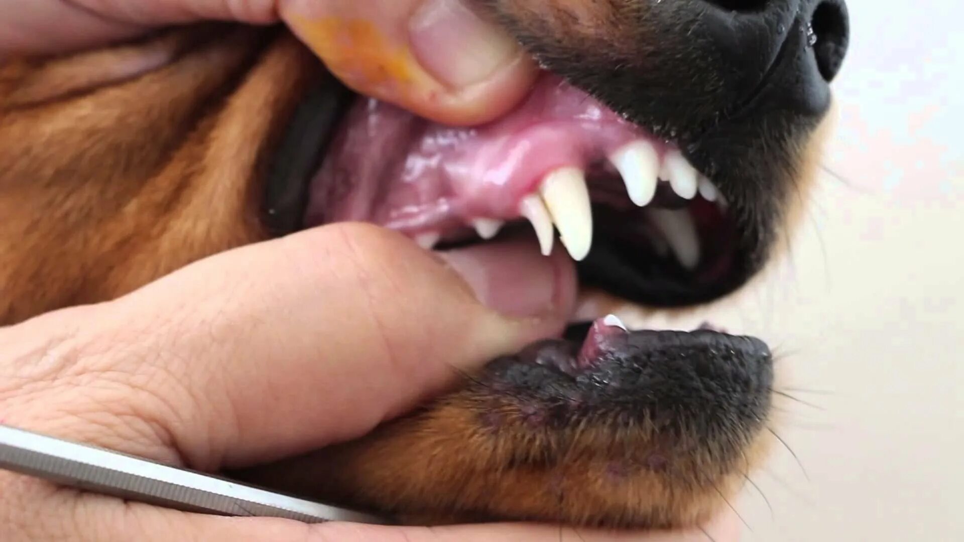 Челюсть немецкой овчарки. Собачий клык. Собака с языком. Собачий клык. Собачий клык.