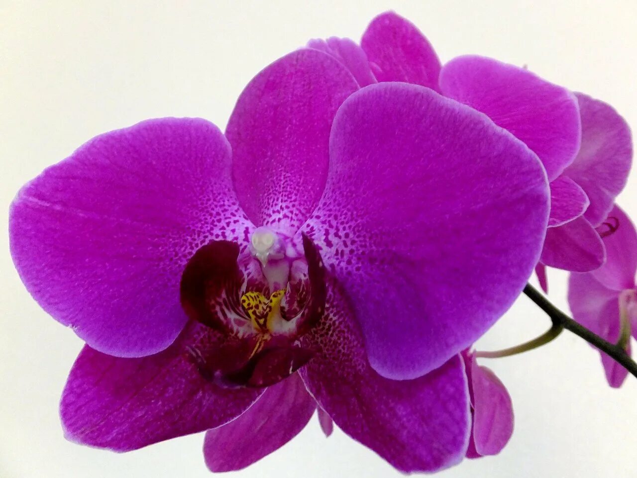 Free Images : nature, flower, purple, petal, floral, natural, botany, pink, flor
