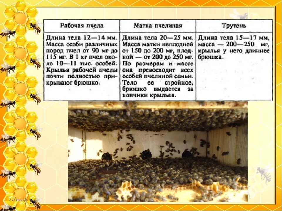 Матка пчелы Размеры. Цикл пчелиной семьи. Семья пчел. Особенности пчелиной семьи.
