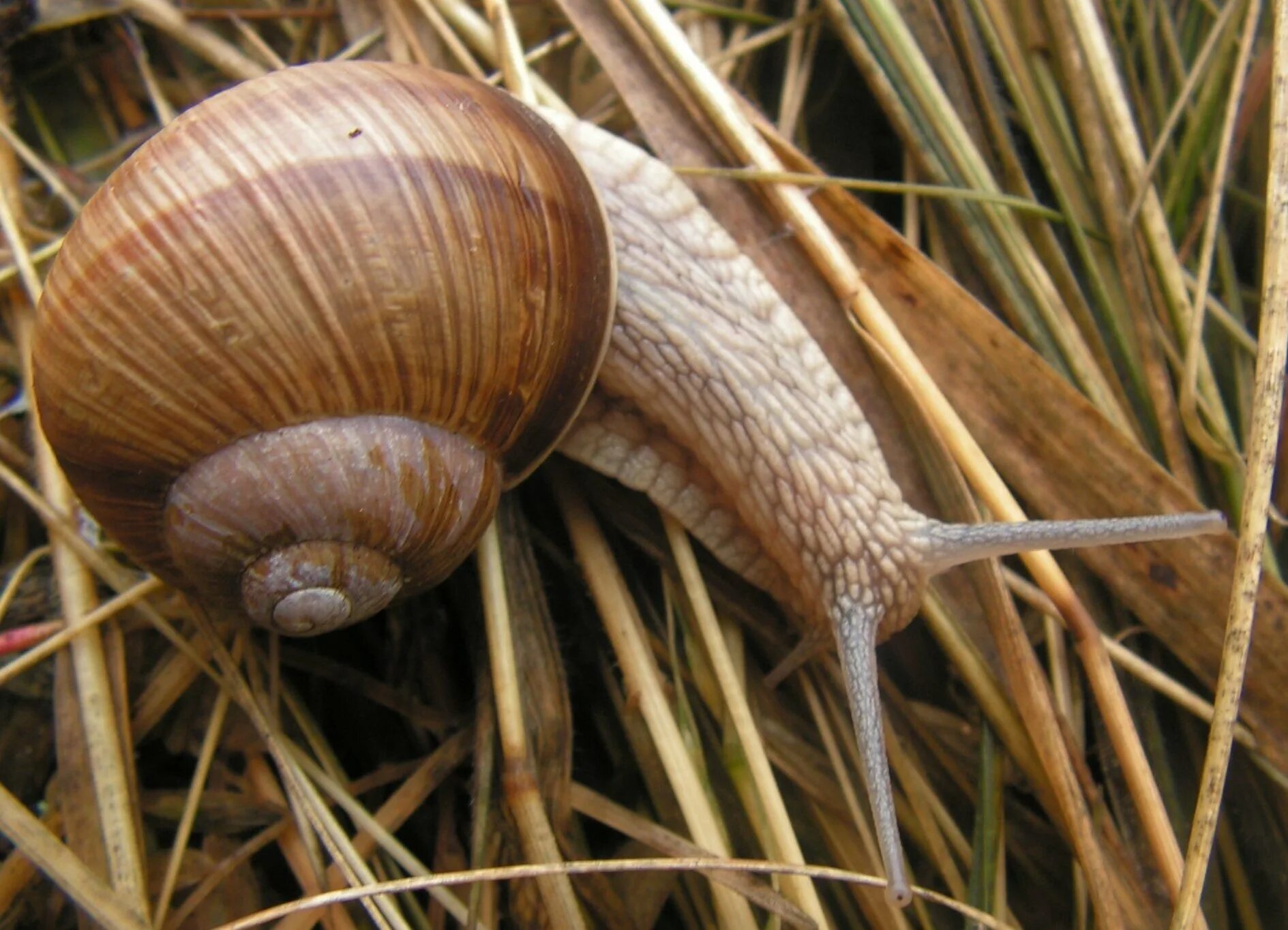 Сколько живут виноградные улитки. Улитка Helix pomatia. Виноградная улитка. Виноградная улитка Хеликс. Крымская Виноградная улитка.