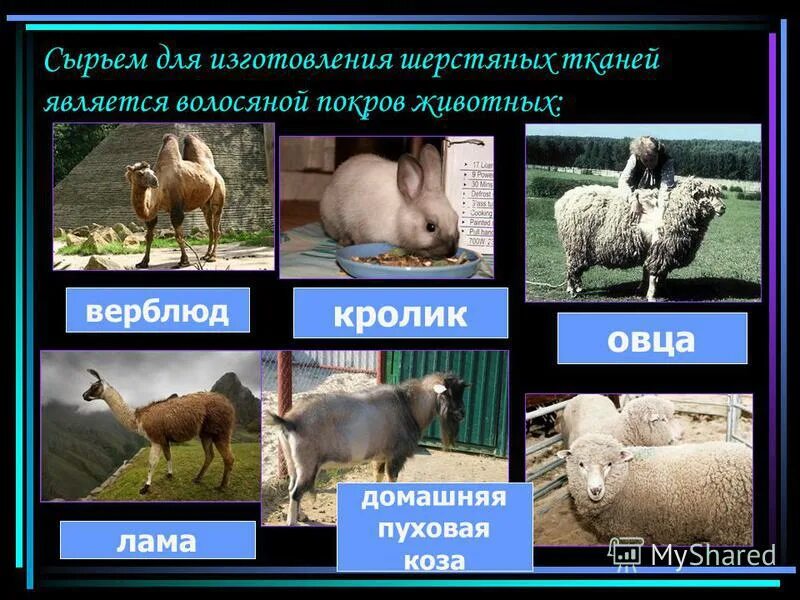 Шерсть каких животных используется для изготовления. Волокна животного происхождения. Животные которые дают шерсть. Животные из которых делают шерсть. Редукция волосяного покрова.