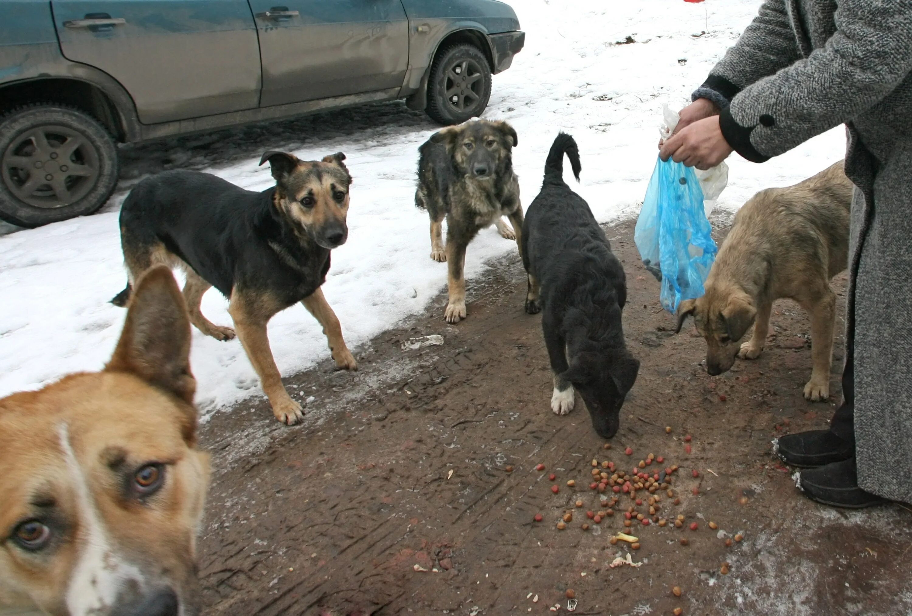 Где кормят собак. Бездомные собаки. Бродячие собаки. Кормление бездомных собак. Стая бездомных собак.