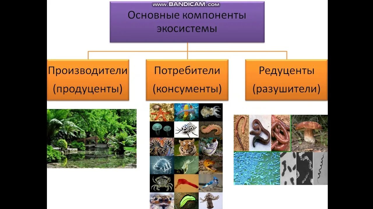 Экосистемная организация природы компоненты экосистем 9 класс. Компоненты экосистемы. Компоненты экосистемы 9 класс биология. Схема компонентов экосистемы. Экосистемная организация природы компоненты экосистем.