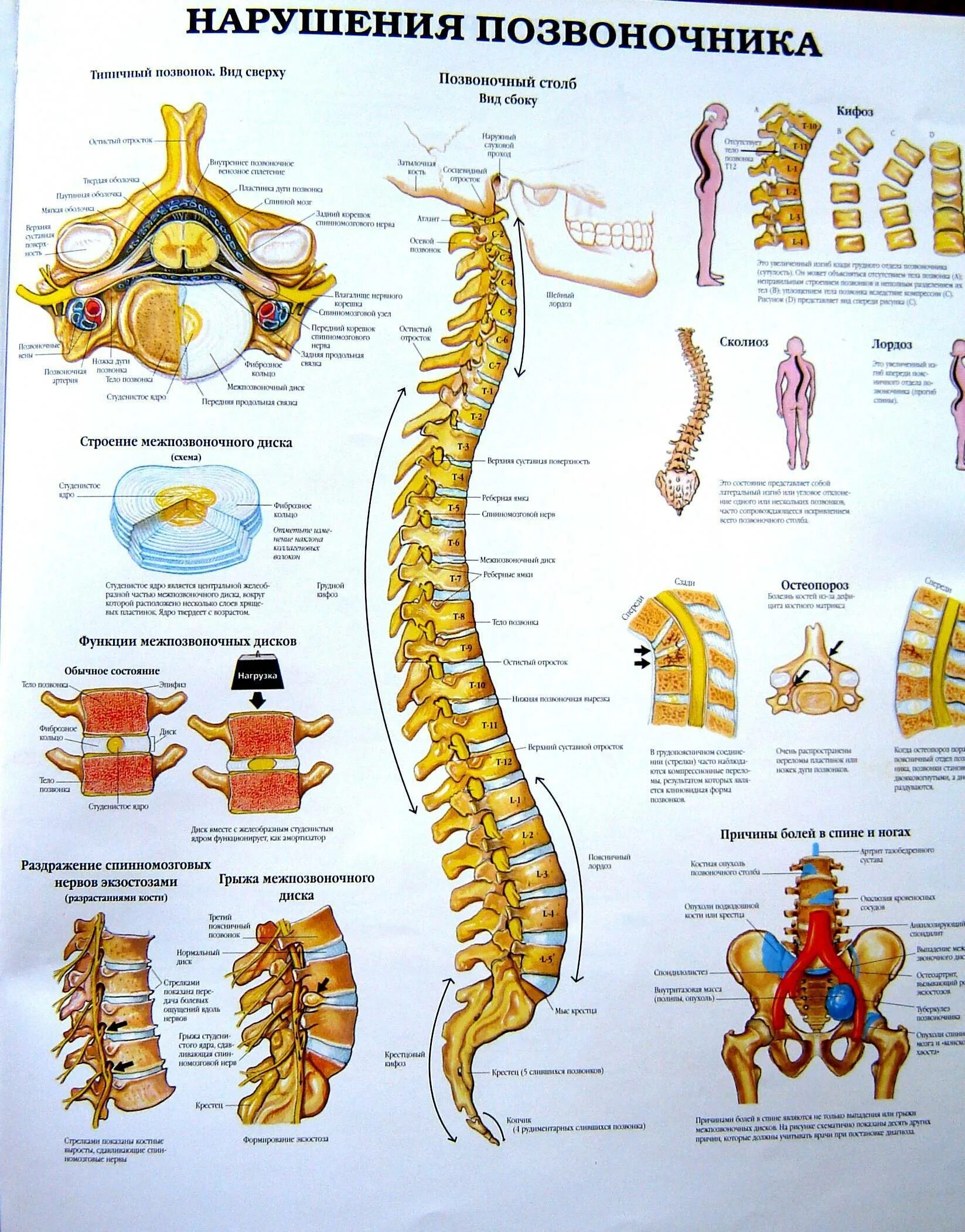 Строение позвоночника по отделам человека с расшифровкой. Плакат анатомия позвоночника. Spinal column плакат. Позвоночник связь с органами. Мануальная терапия позвоночника схемы.