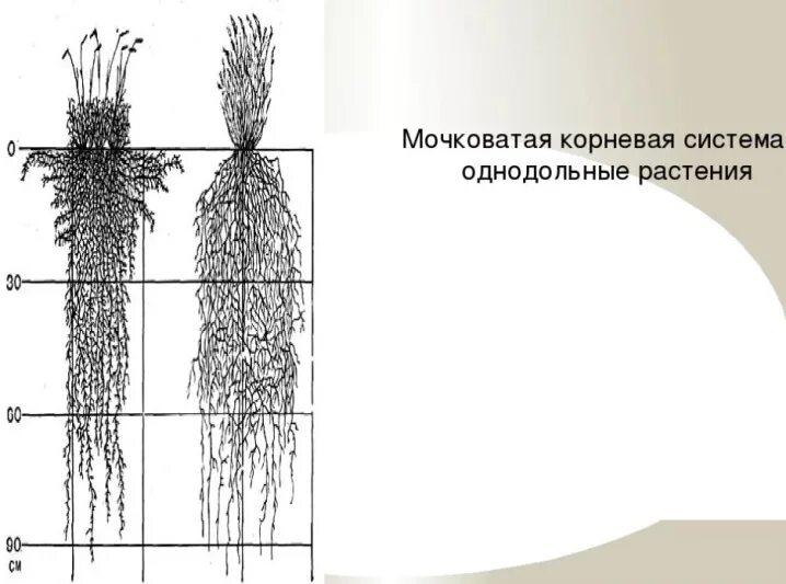 Корневой диаметр. Туя корневая система глубина. Корневая система туи Смарагд. Корневая система туи Смарагд в глубину. Мочковатая корневая система (ель)..