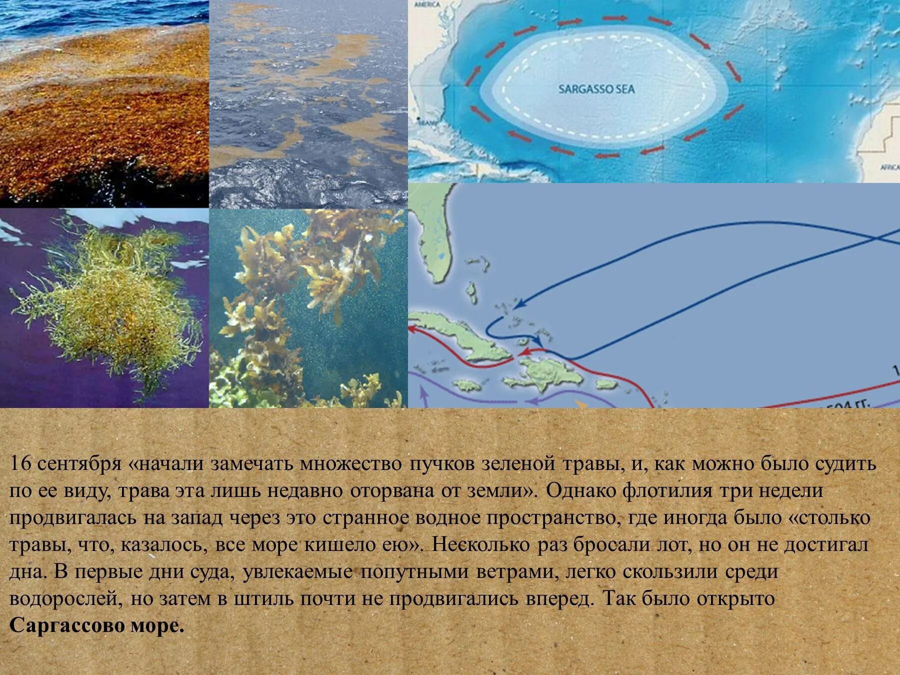 Саргассово какой океан. Саргассово море Бермудский треугольник. Саргассово море без берегов. Саргассово море на карте. Саргассово море омывает.