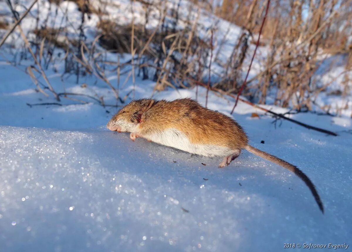 Полевая мышь убегает. Мышь полевка зимой. Полевка обыкновенная зимой. Желтобрюхие полевки. Ольхонская полевка.