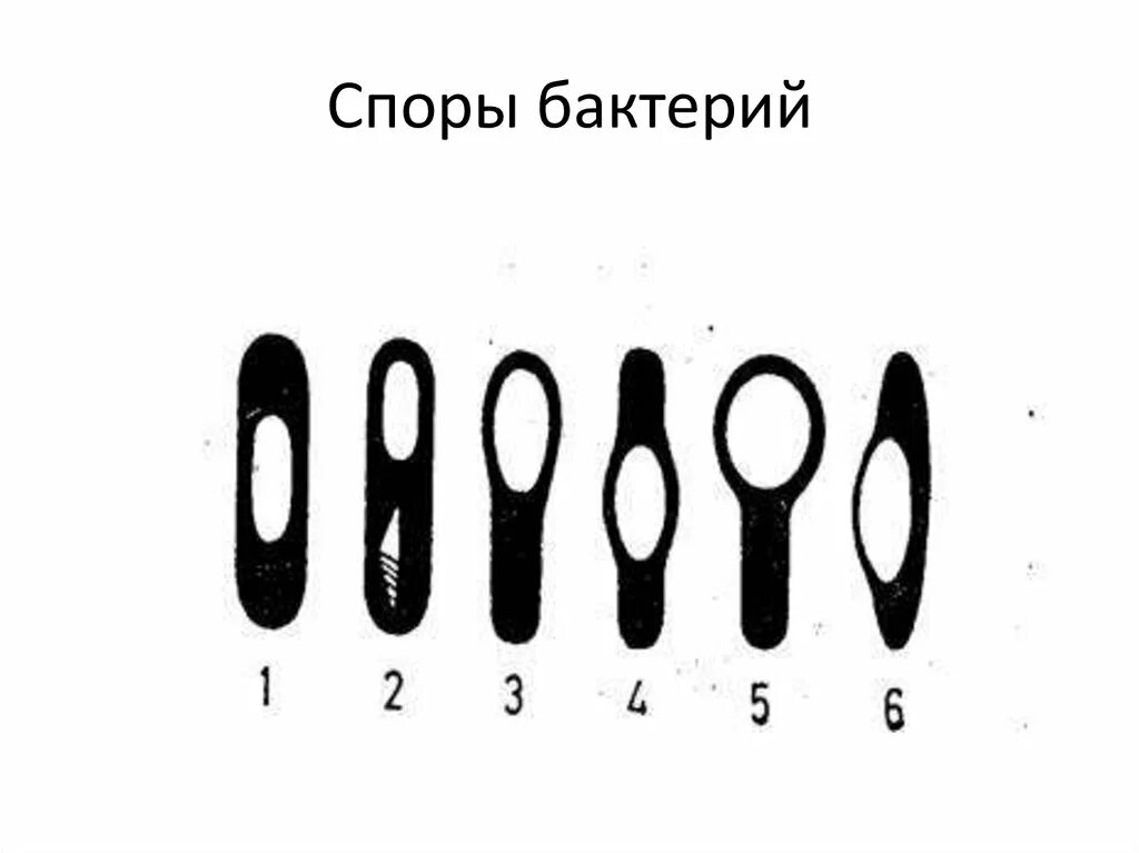 Споры бактерий 5 класс. Спора бактериальной клетки. Споры бактериальной клетки. Расположение спор у спорообразующих бактерий. Расположение спор у бацилл.