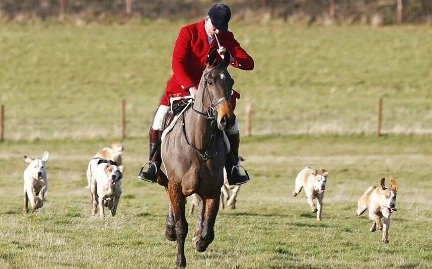 Fox hunt. Охота на Лис в Англии. Охота на Лис в Англии собаки. Английская парфорсная охота. Конная охота в Англии.