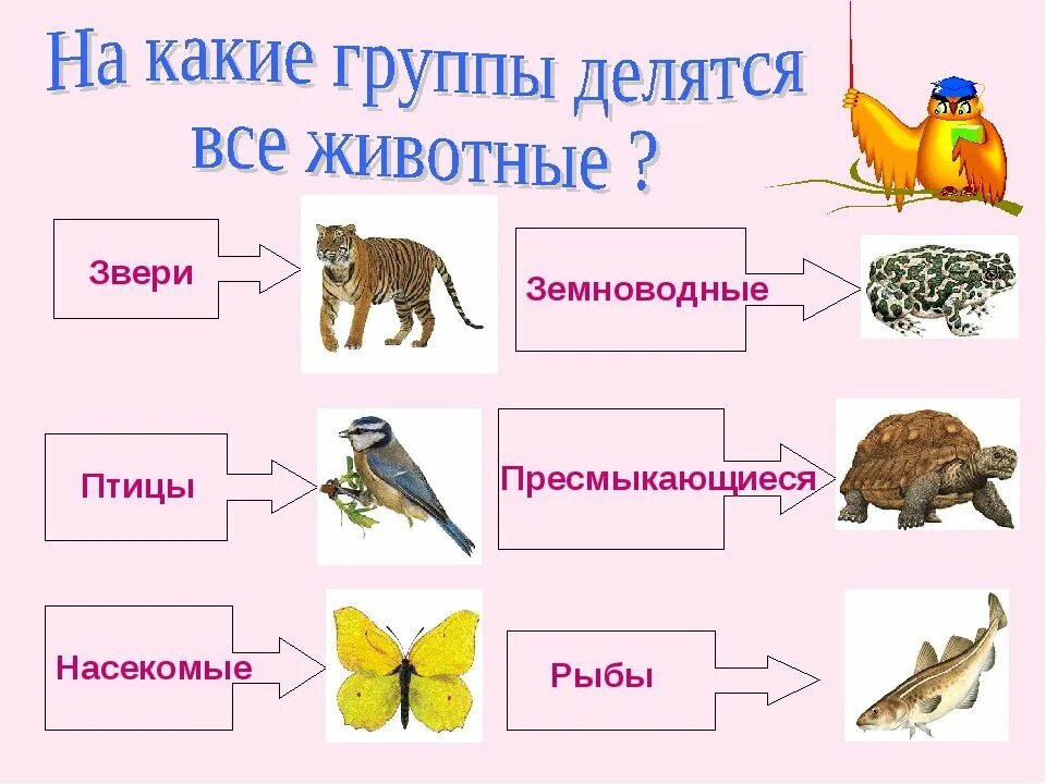 Классификация животных окружающий мир 3 класс. Животные делятся на группы. Группы животных схема. Животные делятся на классы. На какие классы делятся животные.