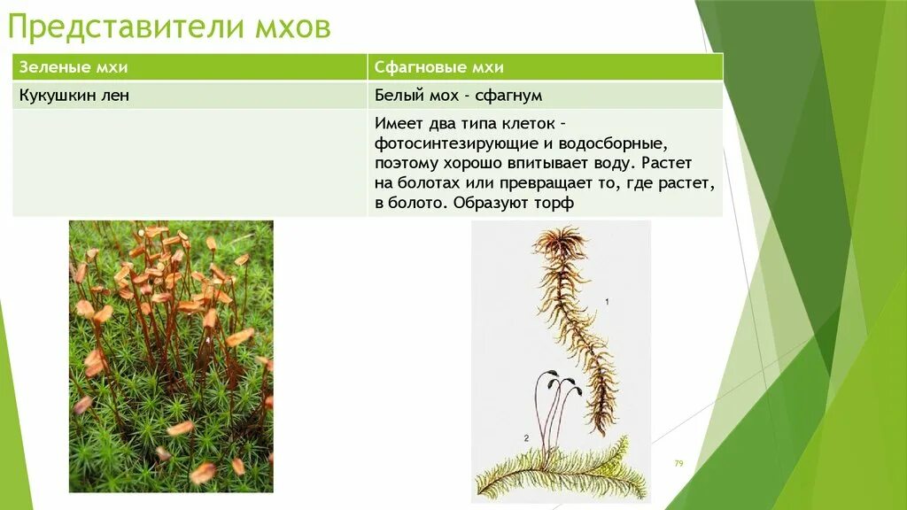 Мхи растения представители. Листостебельные мхи сфагнум. Сфагновые мхи представители. Сфагнум мхи представители. Зеленые мхи представители.