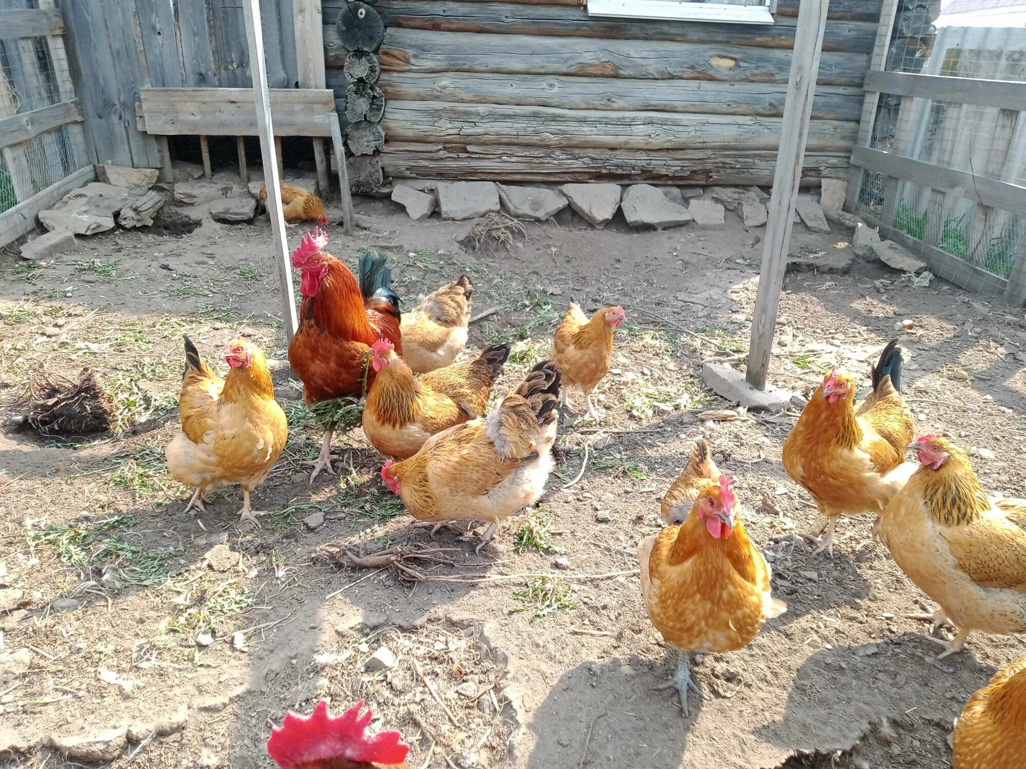 кучинская юбилейная цыплята. куры юбилейные отзывы. куры несушки кучинская юбилейная. куры юбилейные отзывы. куры юбилейные отзывы.