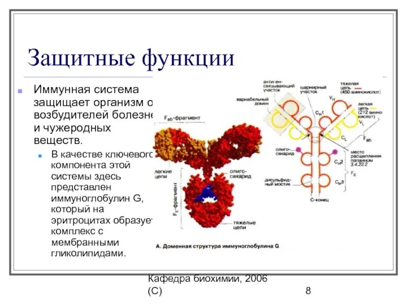 Иммуноглобулин т. Иммуноглобулины биохимия. Функции иммуноглобулина g. Иммунная система иммуноглобулины. Цитокины биохимия.
