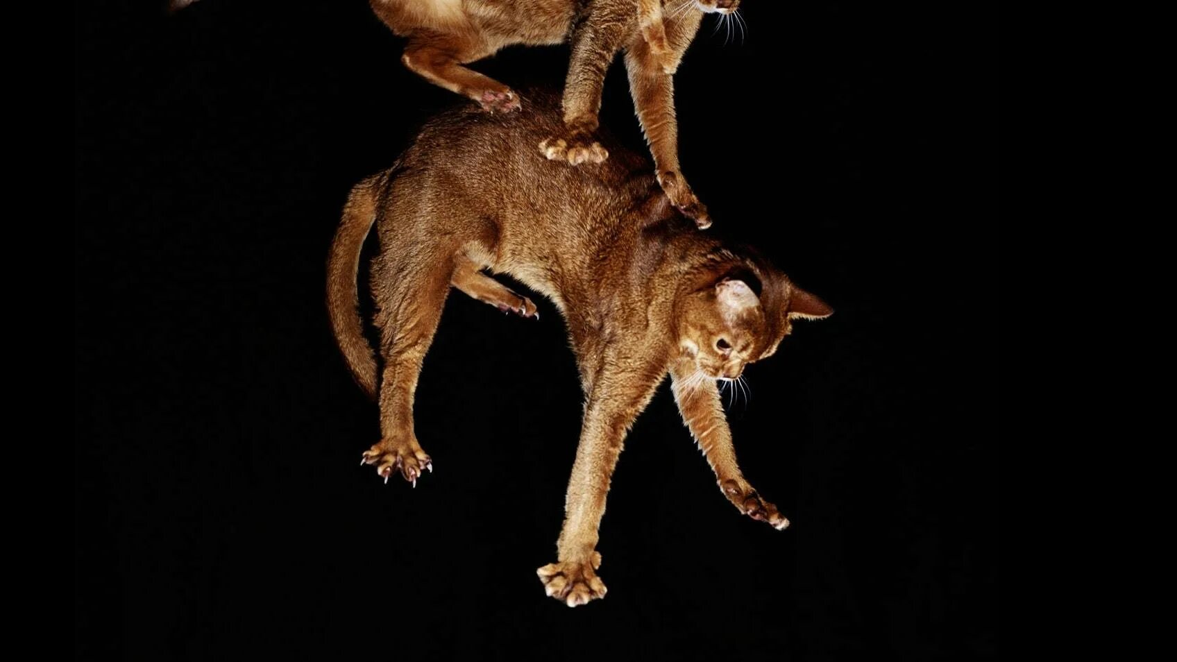 Кошка приземляется на 4 лапы. Кошка приземляется на лапы. кошка падает. кошки всегда приземляются на лапы. падающие животные.