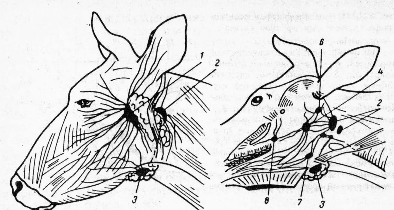 Нижнечелюстной лимфоузел. Подчелюстные лимфоузлы анатомия. Схема лимфоузлов КРС. Лимфатический узел Пирогова-Розенмюллера. Лимфатическая система КРС.