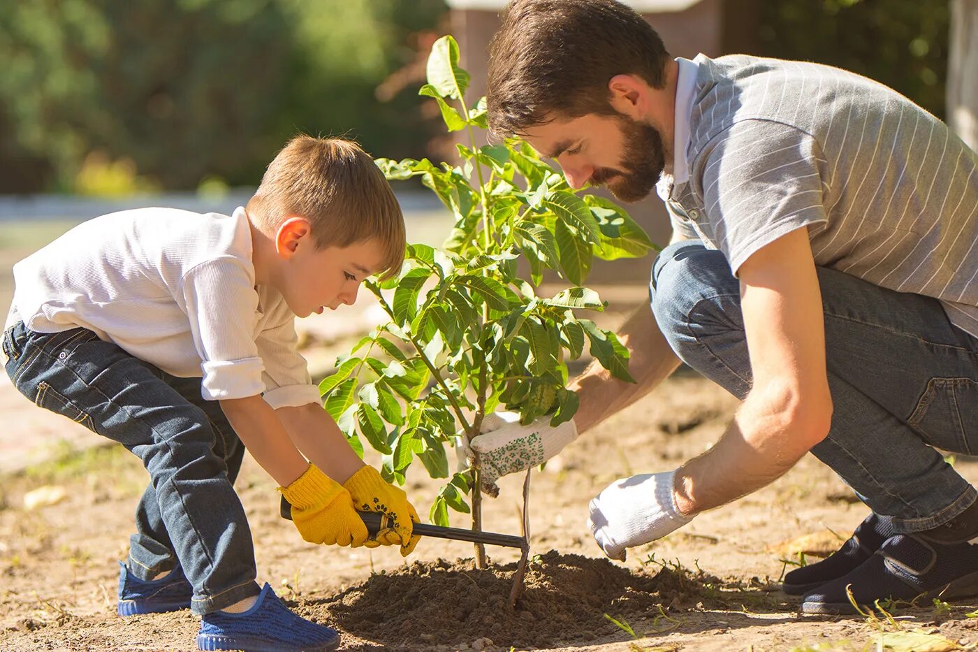 Planting plus. Высадка деревьев. Сажание деревьев. Сажать деревья. Люди садят деревья.