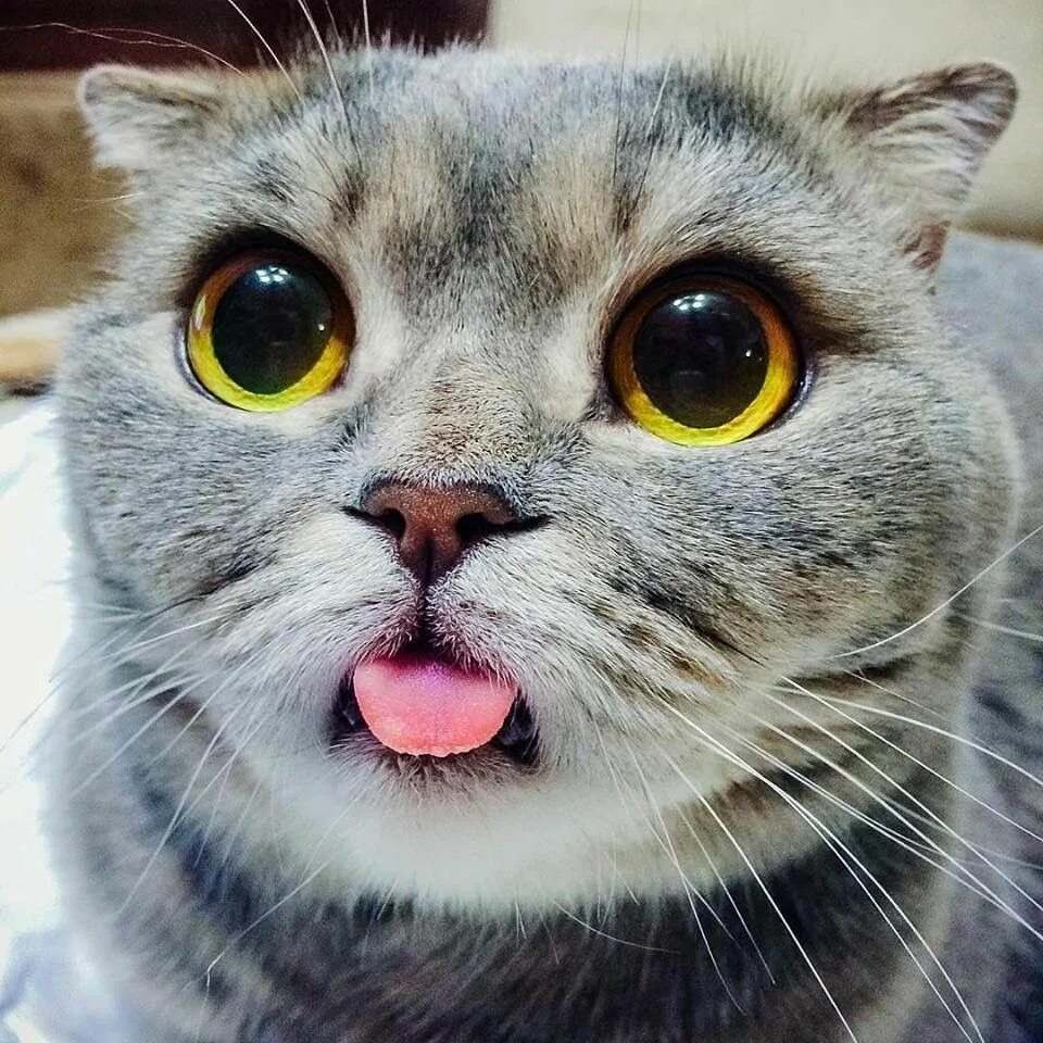 Кот с высунутым языком мем. Кот с высунутым языком. кот с высунутым языком и выпученными глазами. котик высунул язычок. котик с высунутым языком милый.