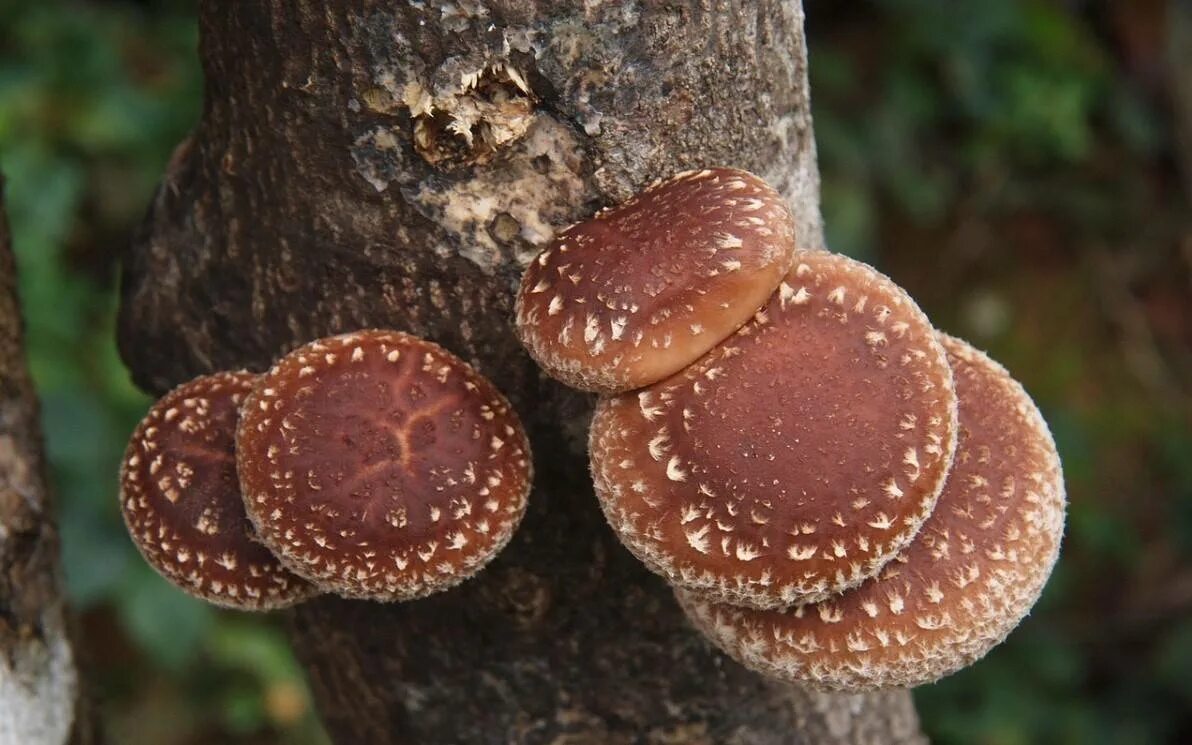 Шиитаке Lentinula edodes. Японские грибы шиитаке. Опята шиитаке. Шиитаке съедобные грибы.