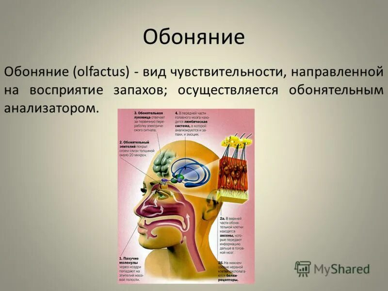 Восприятие запахов. Функции обоняния у человека. Анализатор обоняния. Строение обоняния человека.