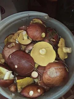 Грибы в рукаве