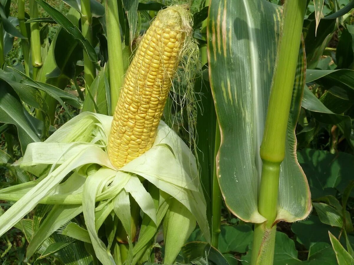 Фото кукурузы. Кукуруза (Маис) — Zea Mays l.. Кукуруза злаковое растение. Zea Mays кукуруза обыкновенная. Кукуруза сахарная растение.