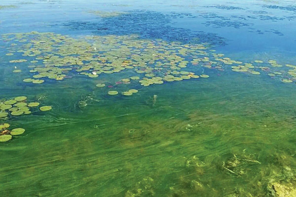 Термофильные синезеленые водоросли. Цветение воды цианобактерии. Blue Green algae. Нахимовское озеро синезеленые водоросли.