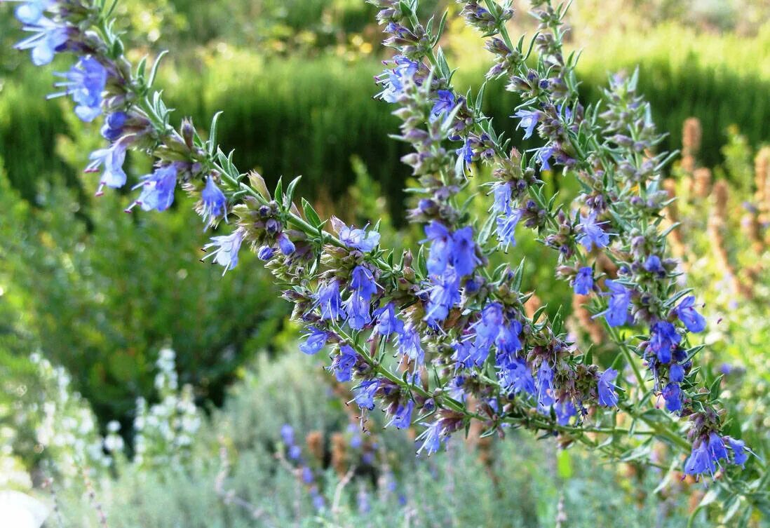 Полукустарник иссоп. Иссоп Hyssopus officinalis Hyssop. Рута иссоп. Иссоп синий зверобой. Иссоп лекарственный применение и противопоказания