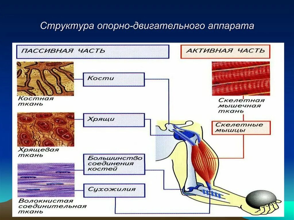 Ткани опорно двигательного аппарата. Активная и пассивная часть опорно двигательного аппарата. Структура опорно-двигательного аппарата. Строение локомоторного аппарата.