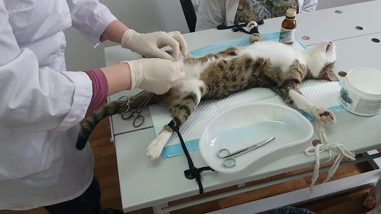 Когда кастрировать котенка в каком возрасте