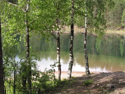 Березовая роща на берегу реки
