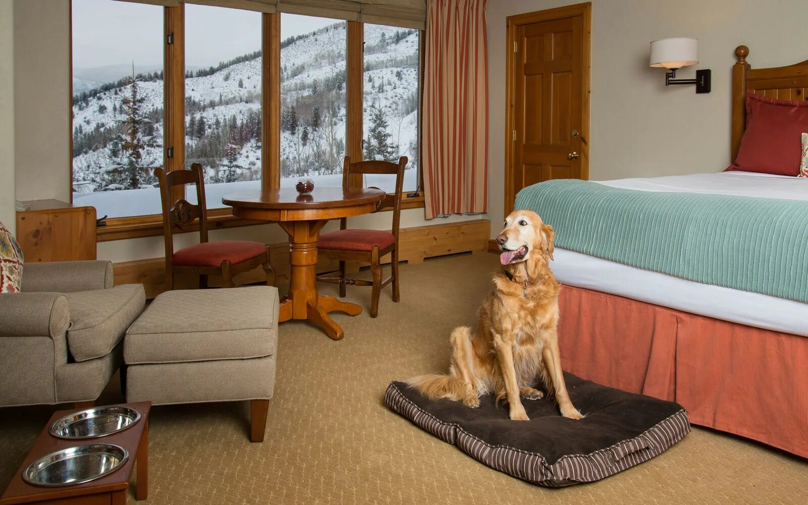 Bedroom dog. Отель ПЭТ френдли. Отели дог френдли. Отель для животных. Отель для собак.