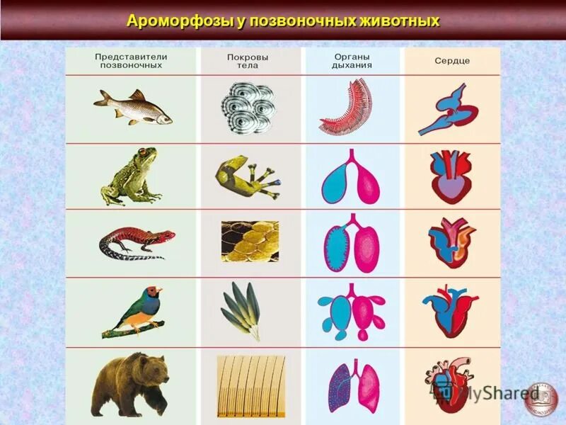 Примеры эволюции живых организмов. Ароморфозы сердца системы животных. Ароморфозы дыхательной системы животных. Ароморфозы кровеносной системы позвоночных животных. Хордовые животные ароморфозы.