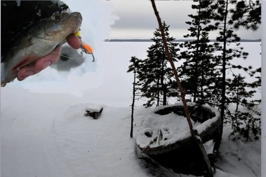 Форум рыбаков на севере. Рыбалка на севере Архангельск. Рыбалка на севере перволедок. Санататур. Санататур на севере.
