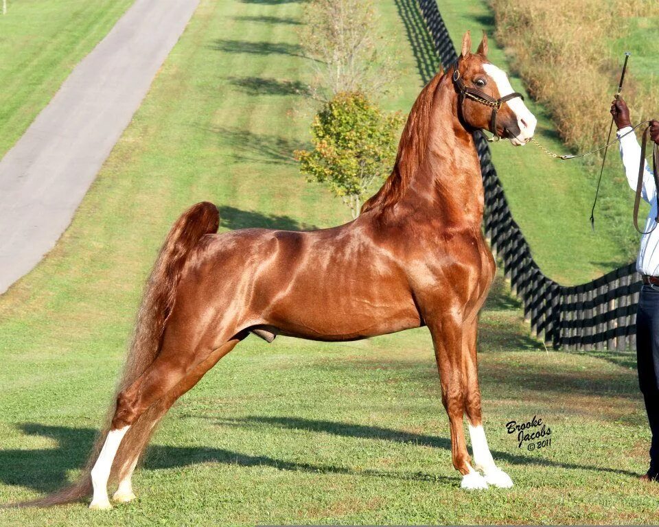 Американская верховая. Американские лошади фото. Конная порода собак. Отлар расми. American Saddlebred лошадь купить.