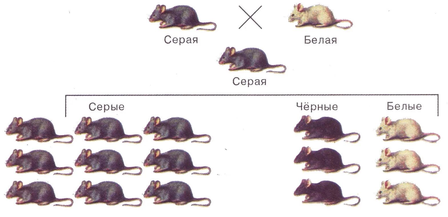 У морских свинок гладкая шерсть определяется рецессивным
