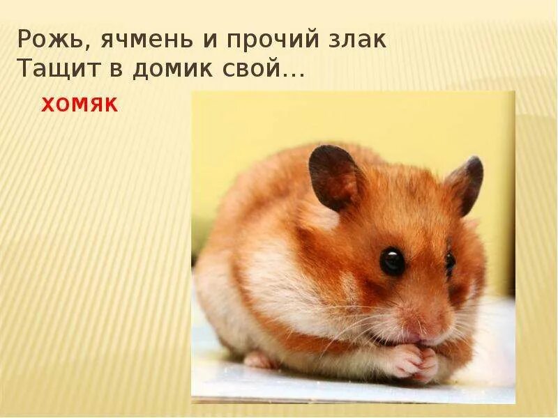 Какой шифр в хомяке 4. Доклад про хомяка. Какой шифр в хомяке 4. Рыжий хомяк. Какой шифр в хомяке 4.