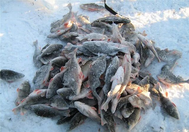 Рыбалка в ульяновске в контакте. Залив белая рыбка Ульяновск рыбалка. Рыбалка зимой в Ульяновске. Зимняя рыбалка в Ульяновске. Зимняя рыбалка в Ульяновской области.