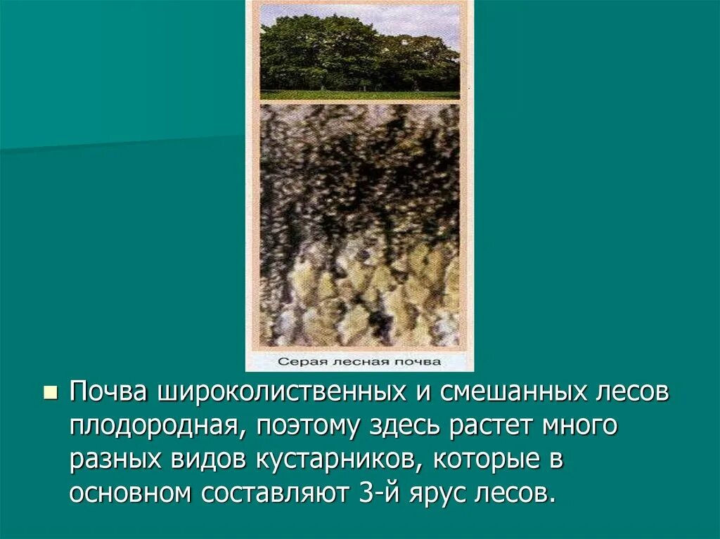 Почвы смешанных и широколиственных лесов в России. Почвы смешанных и широколиственных лесов. Смешанные и широколиственные почва. Смешанные и широколиственные леса почва. Почвы зоны смешанных лесов в россии