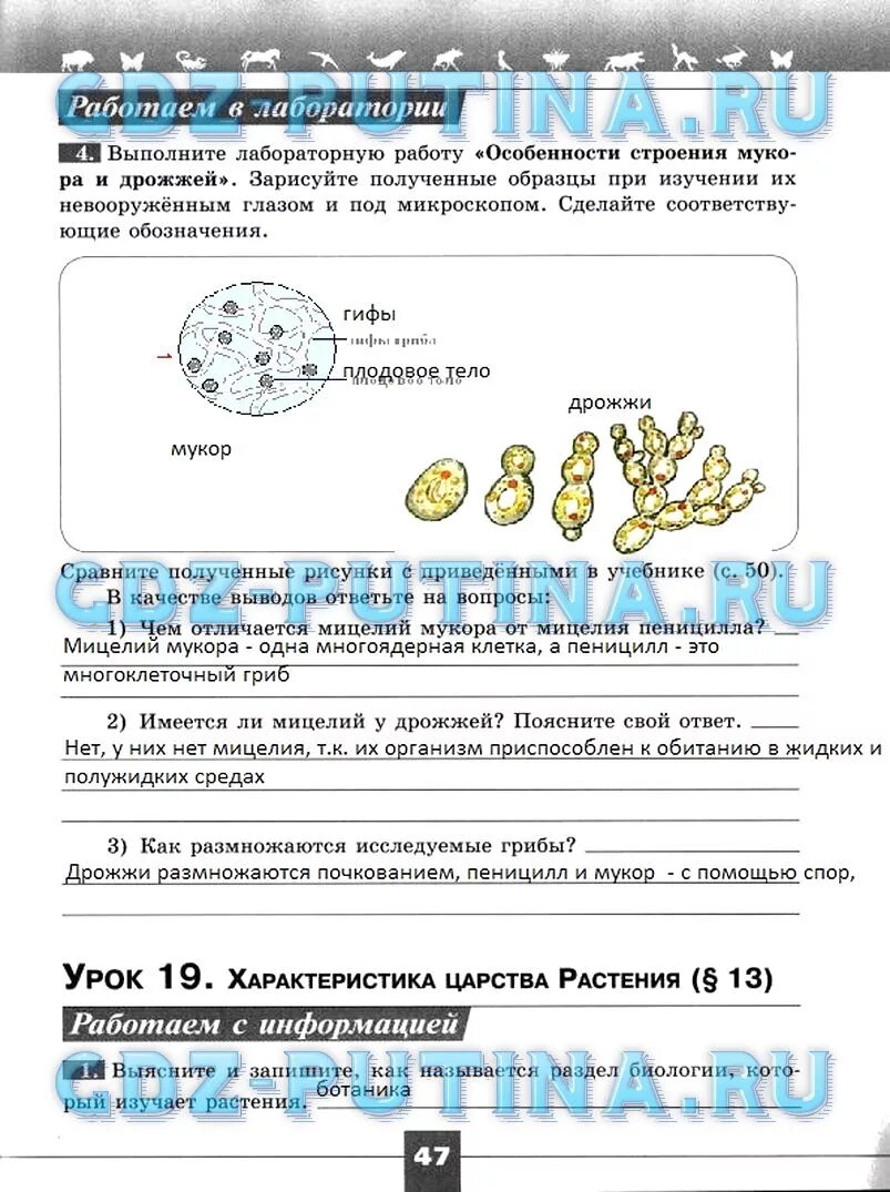 Особенности строения мукора и дрожжей. Решебник биология 5 класс. Лабораторная особенности строения мукора и дрожжей. Лабораторная работа дрожжи. Готовое домашнее задание по биологии 5