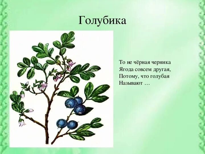 Лес презентация 4 класс плешаков. Кустарники ХМАО Югры. Дерево или кустарники ХМАО. Кустарники ХМАО. Какие кустарники растут в ХМАО Югре.