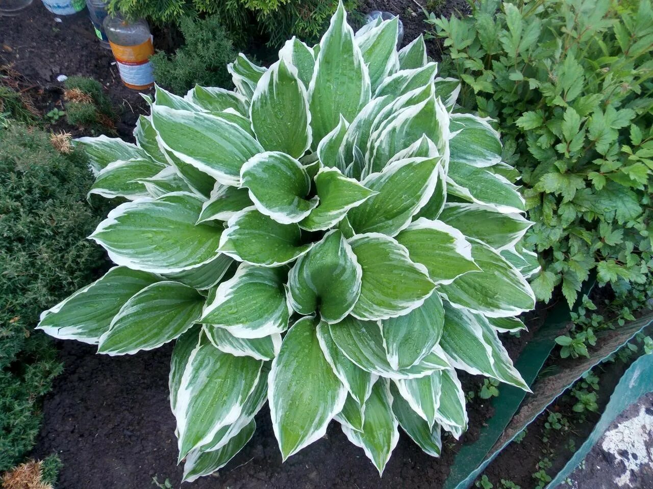 хоста франси hosta francee. хоста бело окаемленная. хоста форчуна белоокаймленная. хоста гибридная белоокаймленная. хоста белоокаймленная.
