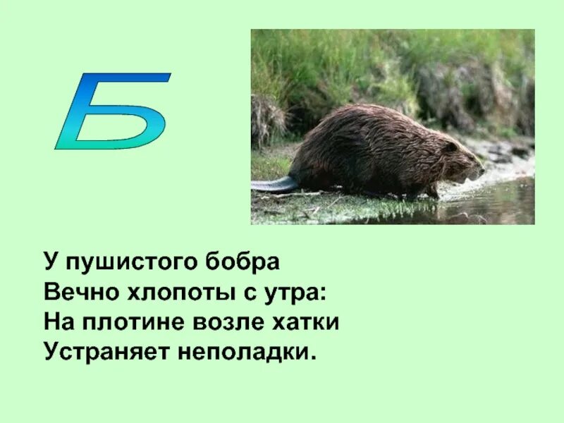 Плыл по пруду барабан был барабан бобром. Бобер для детей. Бобр панк. Западно сибирский речной бобр. Бобру барабан.