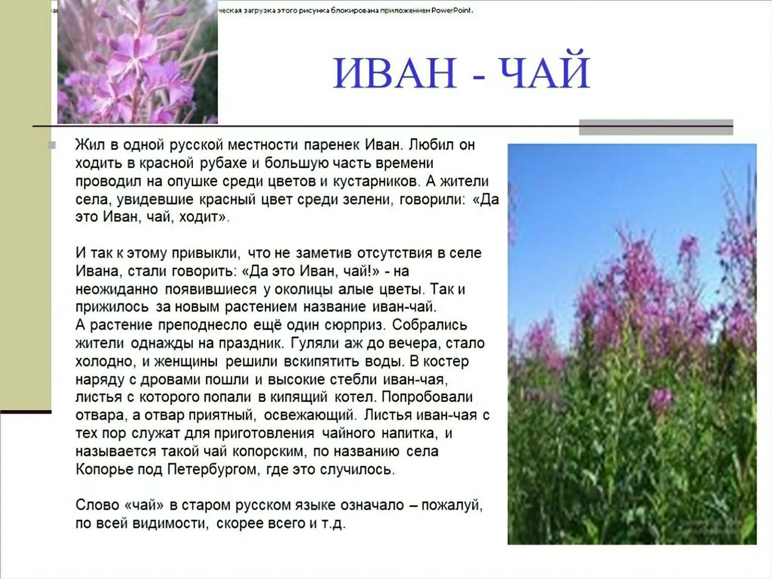Растение почему пишется а