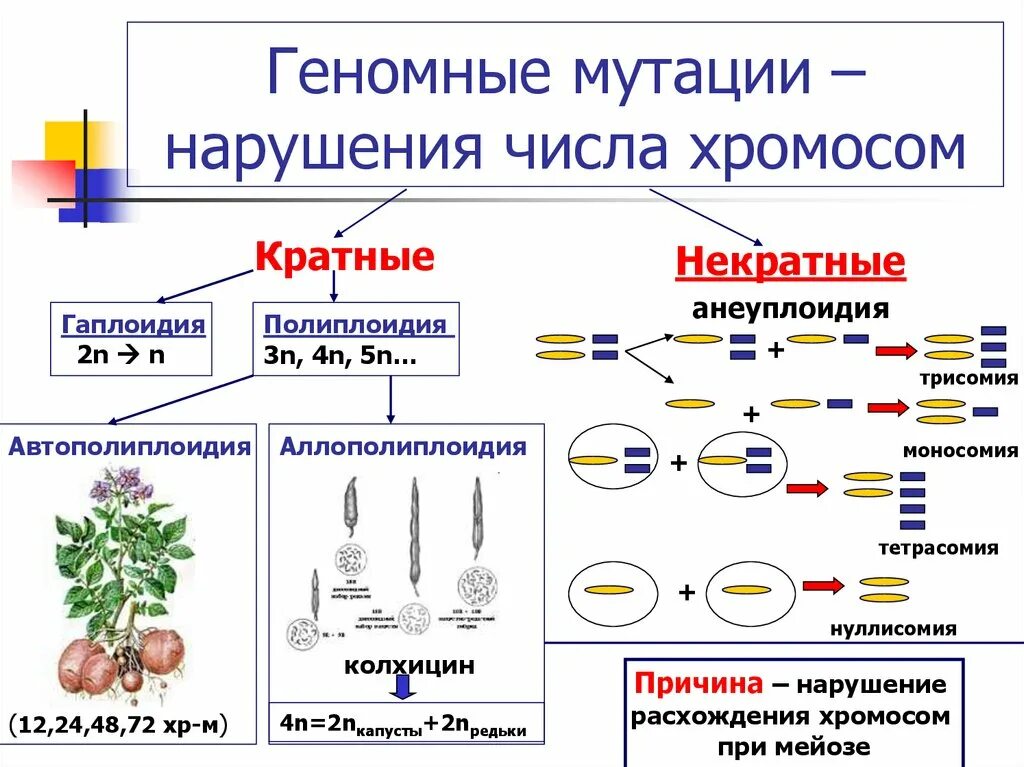 Изменение числа отдельных хромосом