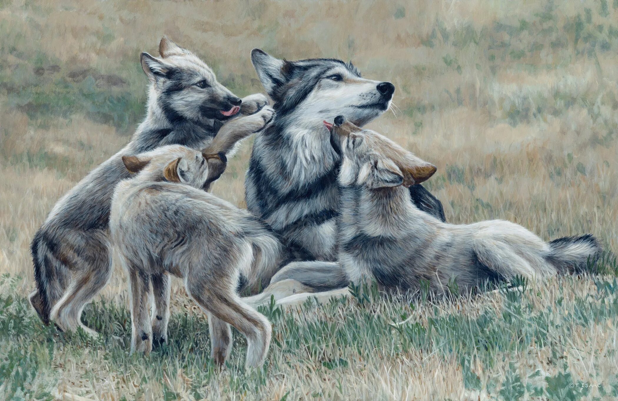 Волк детям о животных. Волк волчица Волчонок семья. Волк, волчица,семья Волков. Волк волчица и 2 волчонка. Волк с волчатами.