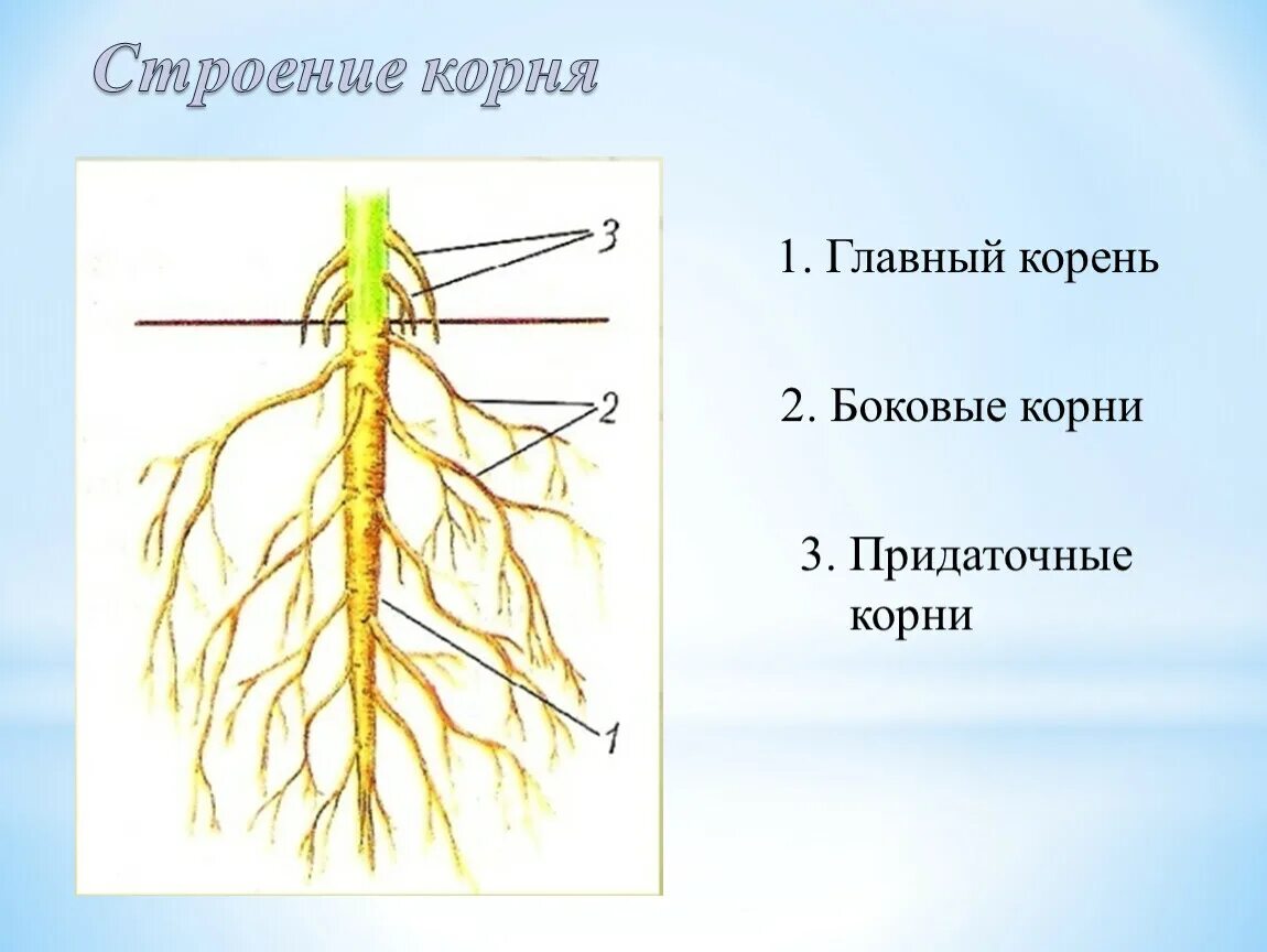 Главный корень состоит из