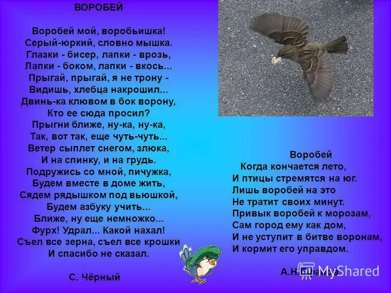 Стихотворение черного воробей. Стихотворение черного воробей